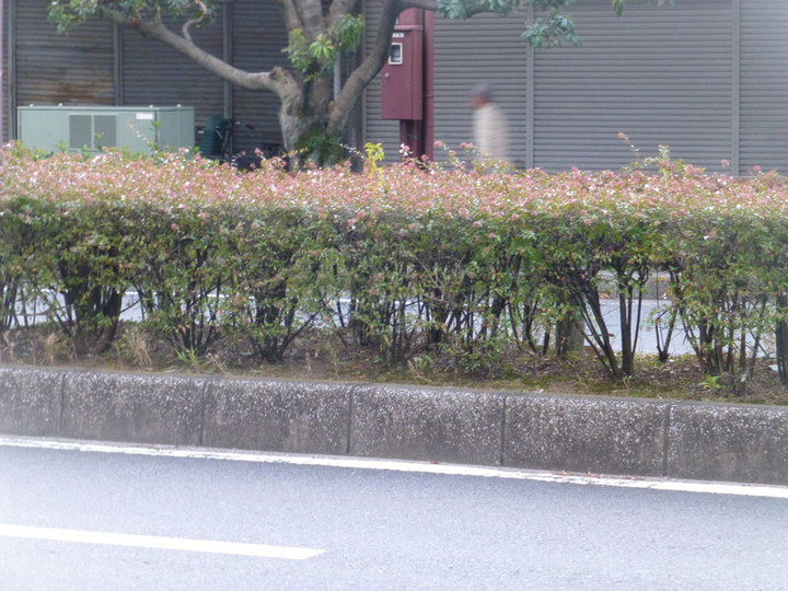 6p1090616