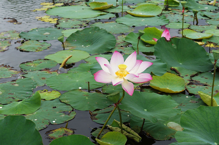1920pxnelumbo_nucifera_01